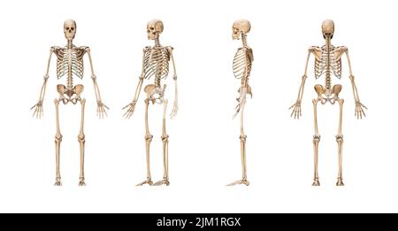 Système squelettique humain précis avec squelette mâle adulte isolé sur fond blanc 3D illustration de rendu. Vue antérieure, latérale et postérieure. Banque D'Images