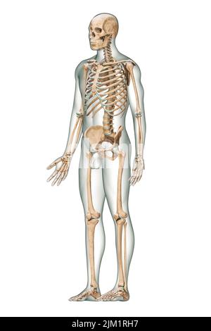 Vue antérieure de trois quarts du système squelettique humain précis avec os squelette et corps mâle adulte isolés sur fond blanc 3D rendant illust Banque D'Images