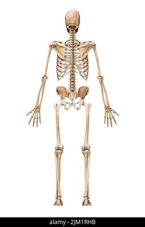 Vue postérieure ou arrière d'un système squelettique humain précis avec os squelette d'un homme adulte isolé sur fond blanc 3D illustration de rendu. Ana Banque D'Images