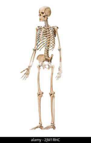 Vue antérieure de trois quarts d'un système squelettique humain précis avec os squelette d'un homme adulte isolé sur fond blanc 3D illustration de rendu Banque D'Images