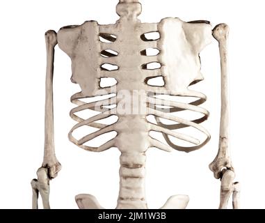 Squelette humain os de poitrine isolés sur fond blanc. Vue arrière. Cage thoracique, colonne vertébrale, scapula. Anatomie du système squelettique, structure du corps, science, concept de médecine. Photo de haute qualité Banque D'Images