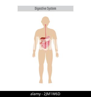 Anatomie des organes digestifs humains sur fond blanc. Illustration de Vecteur