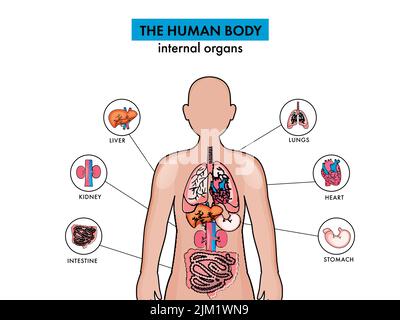 Anatomie des organes internes du corps humain sur fond blanc. Illustration de Vecteur