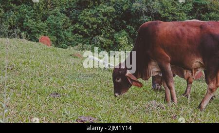 vache qui broutage dans l'herbe Banque D'Images