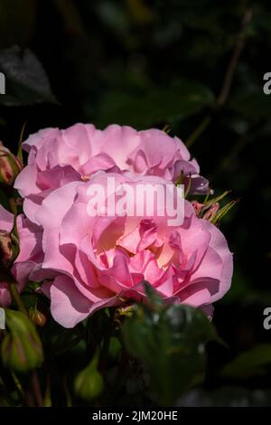 Rose Rosa Happy Retirement. Tantoras. Un floribunda bushy rose avec des grappes de fleurs légèrement parfumées de rose pâle poussant dans un jardin à Newquay en maïs Banque D'Images