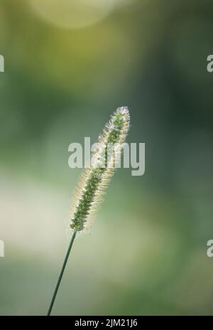 Les tiges d'herbe ont semé sur un fond vert luxuriant et éclairé au printemps, en été ou en automne, Lancaster, Pennsylvanie Banque D'Images