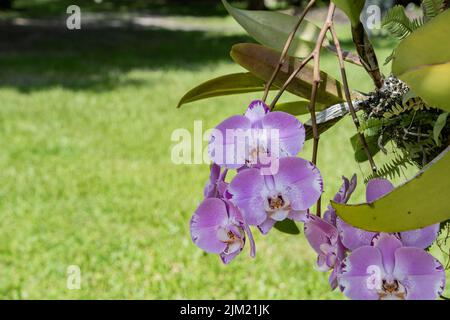 Belle fleur d'orchidée de fusia rose provenant du tronc d'un arbre dans un jardin tropical arrière-cour dans le sud-ouest de la Floride. Banque D'Images