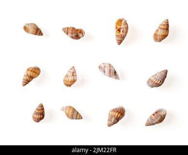 Ensemble de coquilles vides de buccins de chien en réseau isolées sur un fond blanc. Petite escargot de mer Tritia reticulata coquille en spirale découpe. Détail de l'escargot de boue nassa Banque D'Images