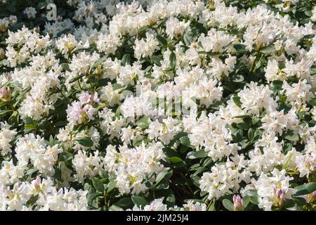 Fleur de Rhododendron blanc Cunningham grand beau buisson en fleur, fond floral Banque D'Images