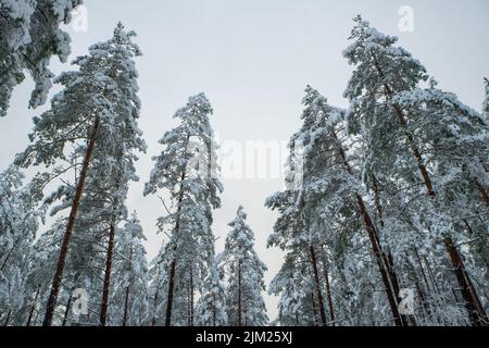Magnifique paysage de forêt d'hiver. Vue depuis le fond des arbres enneigés. Banque D'Images