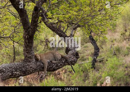 Léopard (Panthera pardus) dormant sur la braque d'un Marula (Sclerocarya birrea) Banque D'Images