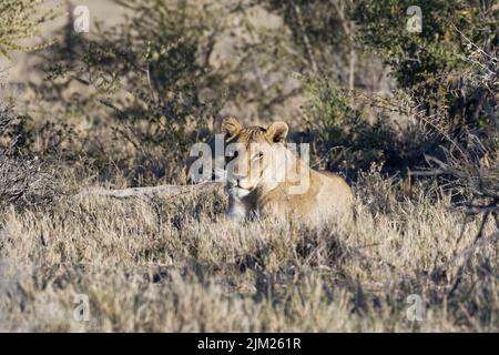 Lioness (Panthera leo), femme adulte au repos, allongé dans l'herbe, Alert, savane, Parc national d'Etosha, Namibie, Afrique Banque D'Images