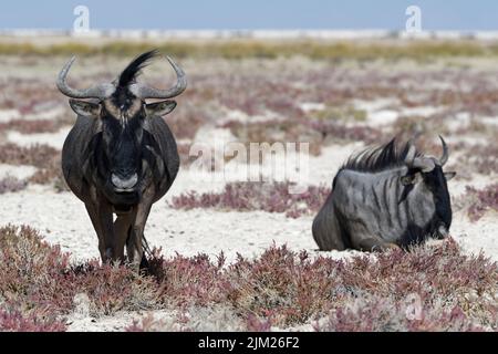 Ailés bleus (Connochaetes taurinus), deux adultes au repos, un homme debout, une casserole de sel au loin, Parc national d'Etosha, Namibie, Afrique Banque D'Images