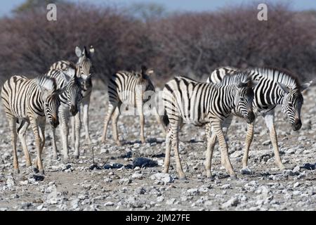 Zèbres de Burchell (Equus quagga burchellii), troupeau, poulains de zèbres marchant sur un terrain aride, Parc national d'Etosha, Namibie, Afrique Banque D'Images