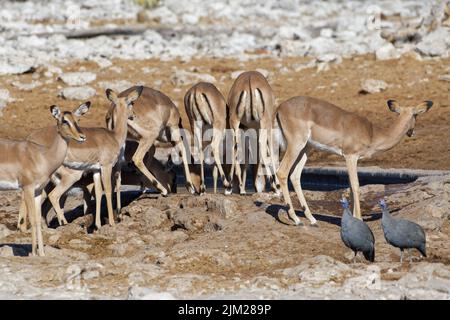 Impalas à face noire (Aepyceros melampus petersi), femmes adultes buvant, deux guineafowls (Numida meleagris) en face, Etosha NP, Namibie, Banque D'Images