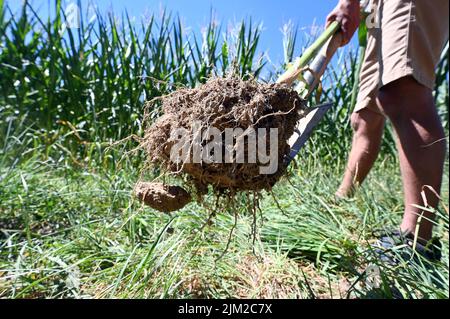 04 août 2022, Bade-Wurtemberg, Ottersweier: À Aspichhof, un sol riche en humus est démontré sur un champ de maïs. Pour aider les agriculteurs à préserver l'humus dans leurs champs et, idéalement, même à l'augmenter, le Parc naturel de la Forêt-Noire Centre/Nord a lancé le 'projet Humus'. L'idée derrière elle: Les entreprises, les municipalités, les institutions peuvent compenser leurs émissions inévitables de gaz à effet de serre en achetant des primes dites humus. Photo: Uli Deck/dpa Banque D'Images