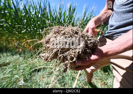 04 août 2022, Bade-Wurtemberg, Ottersweier: À Aspichhof, un sol riche en humus est démontré sur un champ de maïs. Pour aider les agriculteurs à préserver l'humus dans leurs champs et, idéalement, même à l'augmenter, le Parc naturel de la Forêt-Noire Centre/Nord a lancé le 'projet Humus'. L'idée derrière elle: Les entreprises, les municipalités, les institutions peuvent compenser leurs émissions inévitables de gaz à effet de serre en achetant des primes dites humus. Photo: Uli Deck/dpa Banque D'Images