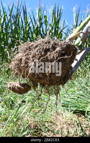 04 août 2022, Bade-Wurtemberg, Ottersweier: À Aspichhof, un sol riche en humus est démontré sur un champ de maïs. Pour aider les agriculteurs à préserver l'humus dans leurs champs et, idéalement, même à l'augmenter, le Parc naturel de la Forêt-Noire Centre/Nord a lancé le 'projet Humus'. L'idée derrière elle: Les entreprises, les municipalités, les institutions peuvent compenser leurs émissions inévitables de gaz à effet de serre en achetant des primes dites humus. Photo: Uli Deck/dpa Banque D'Images