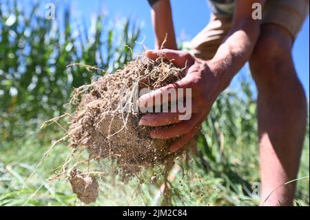 04 août 2022, Bade-Wurtemberg, Ottersweier: À Aspichhof, un sol riche en humus est démontré sur un champ de maïs. Pour aider les agriculteurs à préserver l'humus dans leurs champs et, idéalement, même à l'augmenter, le Parc naturel de la Forêt-Noire Centre/Nord a lancé le 'projet Humus'. L'idée derrière elle: Les entreprises, les municipalités, les institutions peuvent compenser leurs émissions inévitables de gaz à effet de serre en achetant des primes dites humus. Photo: Uli Deck/dpa Banque D'Images