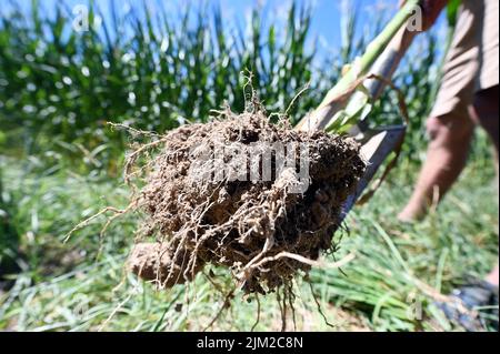 04 août 2022, Bade-Wurtemberg, Ottersweier: À Aspichhof, un sol riche en humus est démontré sur un champ de maïs. Pour aider les agriculteurs à préserver l'humus dans leurs champs et, idéalement, même à l'augmenter, le Parc naturel de la Forêt-Noire Centre/Nord a lancé le 'projet Humus'. L'idée derrière elle: Les entreprises, les municipalités, les institutions peuvent compenser leurs émissions inévitables de gaz à effet de serre en achetant des primes dites humus. Photo: Uli Deck/dpa Banque D'Images