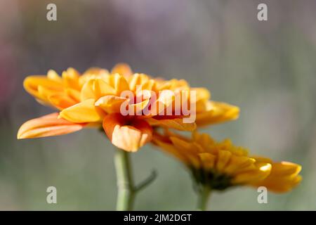 Fleurs de chrysanthème d'orange en gros plan. Banque D'Images