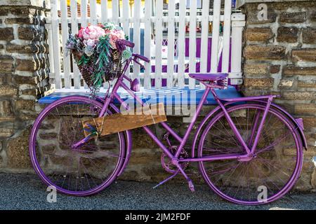 Vieux vélo d'époque peint en violet avec panier à fleurs pour Décoration devant Une clôture blanche d'Un bistro Banque D'Images