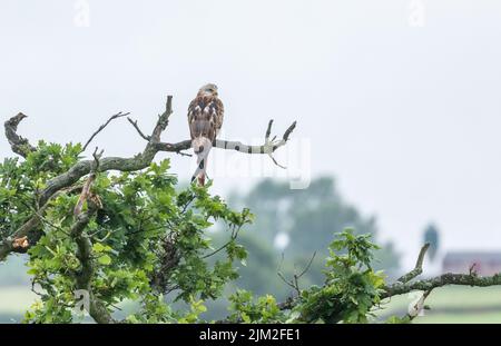 Un jeune kit rouge perching sur une succursale à Baildon, West Yorkshire. Banque D'Images