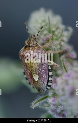 Insecte cloé ou insecte de protection poilu (Dolycoris baccarum) sur une fleur de menthe Banque D'Images