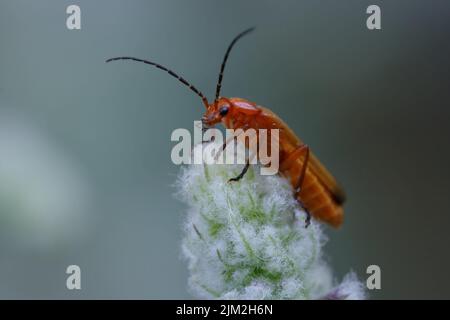 Coléoptère de soldat rouge commun ou coléoptère de Bloodsucker ou bétone de cokéfaction de Hotweed (Rhagonycha fulva) Banque D'Images