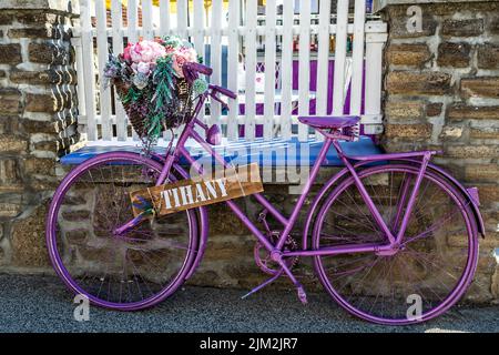 Vieux vélo d'époque peint en violet avec panier à fleurs pour Décoration devant Une clôture blanche d'Un bistro Banque D'Images