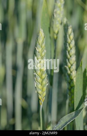 Pointe de blé en fleurs (genre Triticum) avec pollen. Banque D'Images