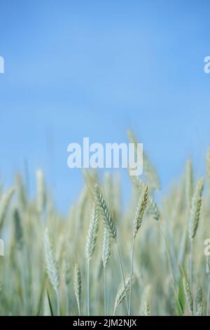 Épis de seigle non mûr (Secale cereale). Avant ciel bleu. Banque D'Images