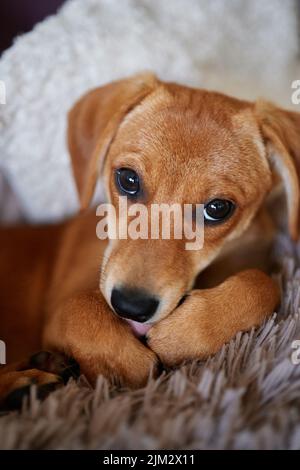 Gros plan gingembre mignon chien reposant sur un lit. Adorable chiot brun avec une émotion solitaire allongé sur une couverture grise moelleuse. Photo verticale de haute qualité Banque D'Images