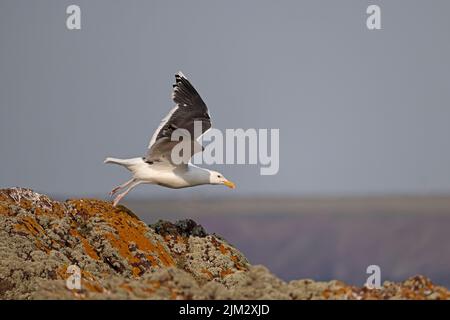 Superbe Gull à dos noir sur Skokholm Wales Royaume-Uni Banque D'Images