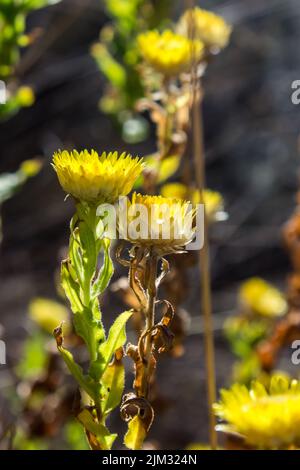 Everdurable jaune rétro-éclairé, Helicrysum Coopri, fleurit dans le veld semi-aride de l'État libre, Afrique du Sud. Banque D'Images