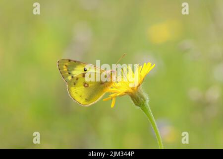 Papillon jaune trouble (Colias hyale ou Colias alfatariensis). L'espèce ne pouvait être différente que des chenilles. Banque D'Images