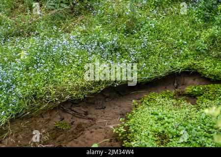 eau de source très propre et claire. un ruisseau forestier transparent et en pente traverse des pierres, de l'herbe verte, des forêts et des fleurs sauvages. Il y a de belles v Banque D'Images