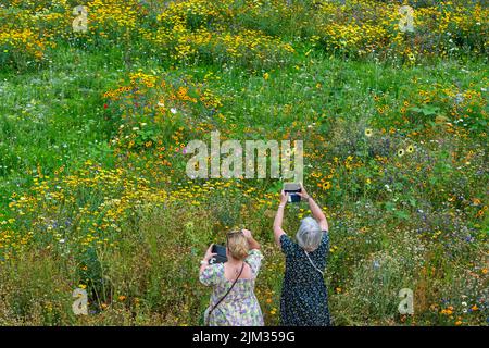 Londres, Royaume-Uni. 4 août 2022. Météo au Royaume-Uni - les visiteurs voient Superbloom, une exposition de fleurs sauvages dans les douves de la Tour de Londres, provenant de plus de 20 millions de graines provenant de 29 espèces de fleurs qui ont été semées pour célébrer le Jubilé de platine de la Reine. Les fleurs ont été choisies pour attirer une variété de pollinisateurs afin de créer un nouvel habitat biodiversifié. Alors que les conditions actuelles sont exceptionnellement sèches, avec des avertissements de sécheresse dans certains endroits, un modeste réseau sprinkleur est en passe de maintenir les fleurs en fleur. Credit: Stephen Chung / Alamy Live News Banque D'Images