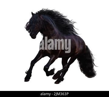 Cheval de Frise noire avec une longue mane et galopant de queue isolée sur blanc Banque D'Images