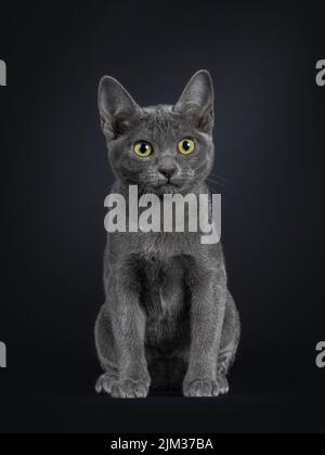 Portrait du joli chat kitten Korat, assis face à l'avant. Regarder vers un appareil photo aux yeux éclatants. Isolé sur un fond noir. Banque D'Images