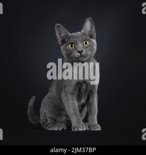 Portrait du joli chat kitten Korat, assis sur les côtés. Regarder vers un appareil photo aux yeux éclatants. Isolé sur un fond noir. Banque D'Images