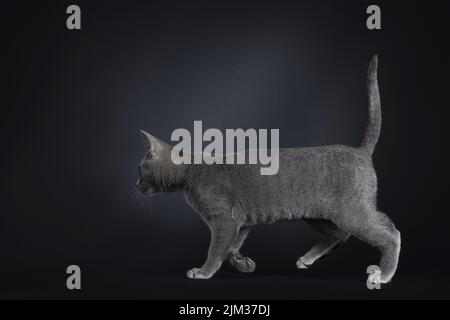 Portrait du joli chat kitten Korat, à pied des voies latérales. Regarder devant et loin de l'appareil photo. Isolé sur un fond noir. Banque D'Images