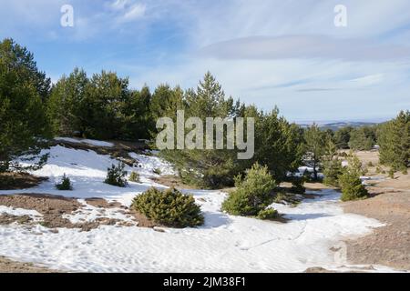 Petite chute de neige dans la forêt de Valdelinares, Espagne Banque D'Images