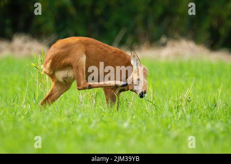 Cerf de Virginie se grattant à la tête sur la prairie en été Banque D'Images