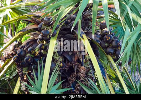 Beaucoup de fruits accrochés à palmyra asiatique ou Borassus flabellifer, communément connu sous le nom de doub, palmyra, tala ou palmier, toddy, vin de palme ou pomme glacée. PA Banque D'Images