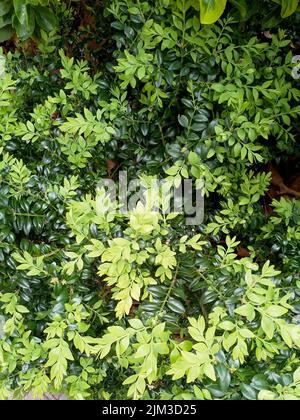 Un beau petit Bush avec des feuilles de différentes nuances de vert. Jardin décoratif. Banque D'Images