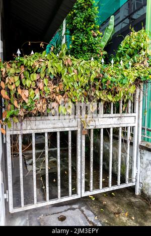 Porte d'entrée en métal rouillé blanc surcultivée avec de l'ivie sèche (Hedera) et des vitesses rampantes, entrée cachée, ville de Victoria, Seychelles. Banque D'Images