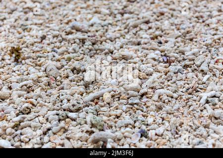 Des morceaux de récif de corail blanchi morts ont été lavés sur une plage après un événement de blanchiment du corail sur l'île de Mahé, aux Seychelles. Banque D'Images