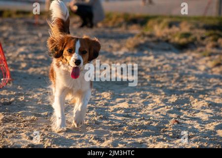 A selective focus shot of a cute Dutch Kooikerhondje puppy running around in the sand on a summer day Stock Photo