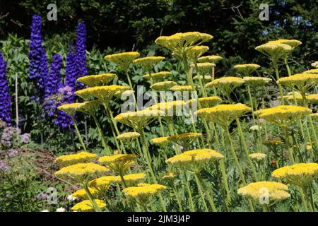 Têtes de fleurs jaunes en fleurs d'été avec fleurs de delphinium bleues Banque D'Images